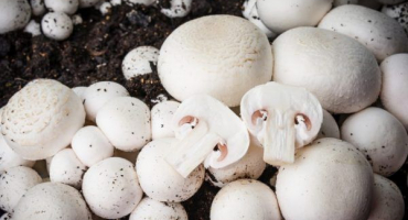 Pravidla pro pěstování žampionů doma: v postelích a ve sklepě